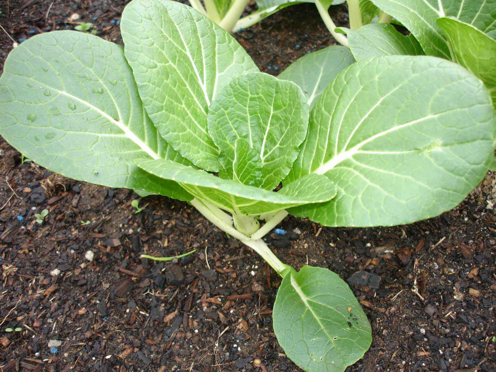 How To Grow Bok Choy Plant Instructions