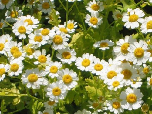 The Ultimate Guide: How to Plant, Grow, and Care for Feverfew