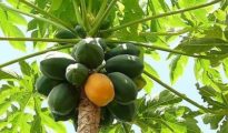 How to Grow Papaya From Seed