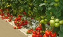 10 Tips That Will Yield a Lot of Tomatoes (50-80 Pounds)