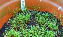 How to Grow Dill From Seeds