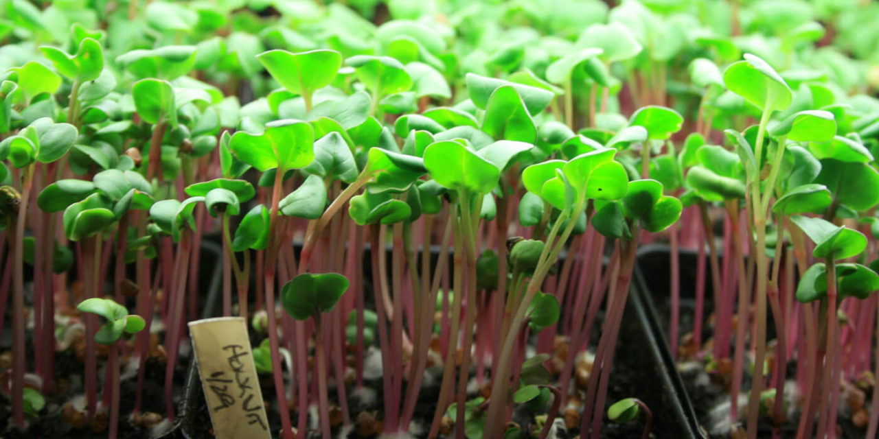 How to Grow Microgreens Without Soil