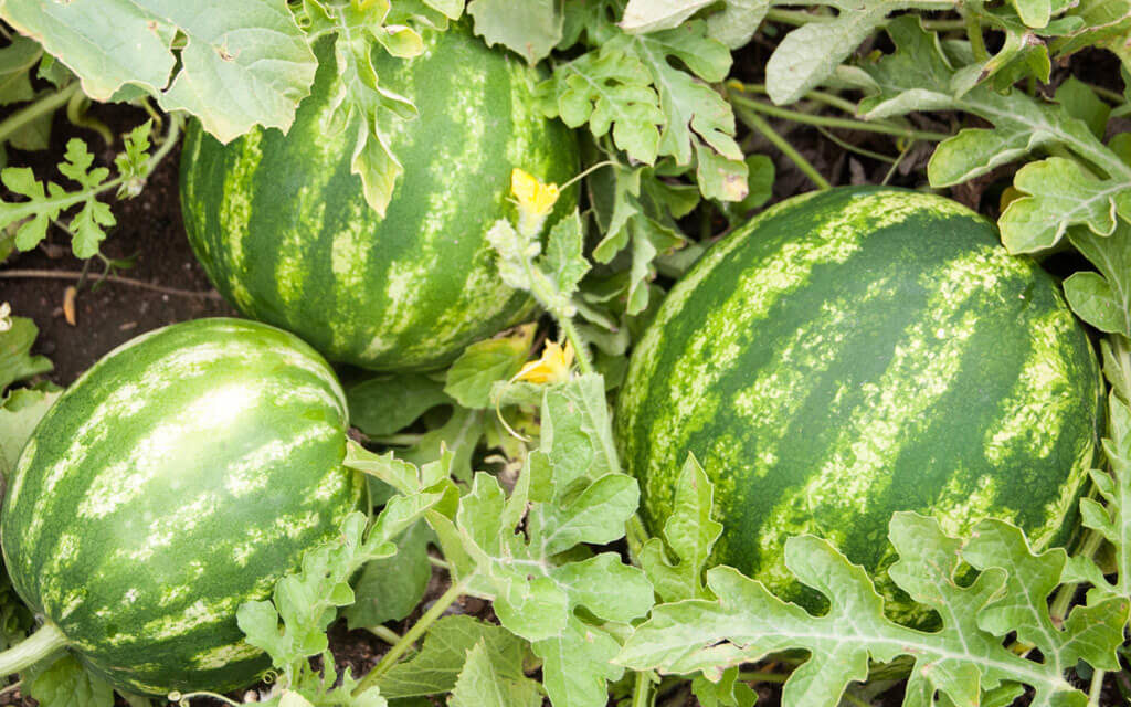 How to Grow Watermelon in Texas