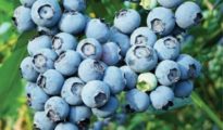 How to Grow Blueberries In  a Pot or in Your Garden