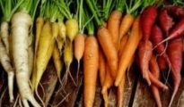 6 Tips for Growing Carrots in Your Garden