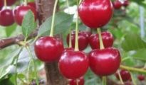 How to Grow a Cherry Tree From Seeds