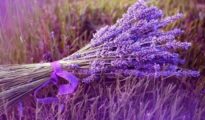 How to Grow Lavender From Seed
