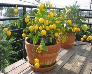 How to Grow a Lemon Tree From Seed in a Pot