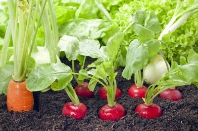 3 Vegetable Gardening Tips You Need to Know