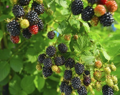 7 Tips for Growing Blackberries in Pots or in Your Yard