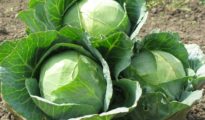 How to Grow Cabbage Plant From Seeds