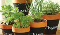 5 Dos and Don’t for Planting Herbs in Containers