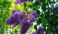 How to Grow Lilacs