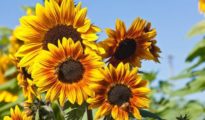 How to Grow Sunflowers in Your Garden