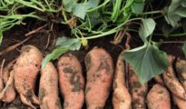 How to Grow Sweet Potatoes From Slips