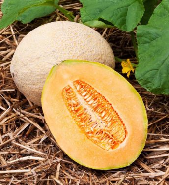 Growing Melons: Tips and Tricks for a Sweet Harvest”