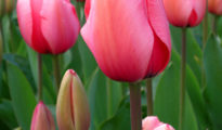 How to Grow Tulips From Bulbs
