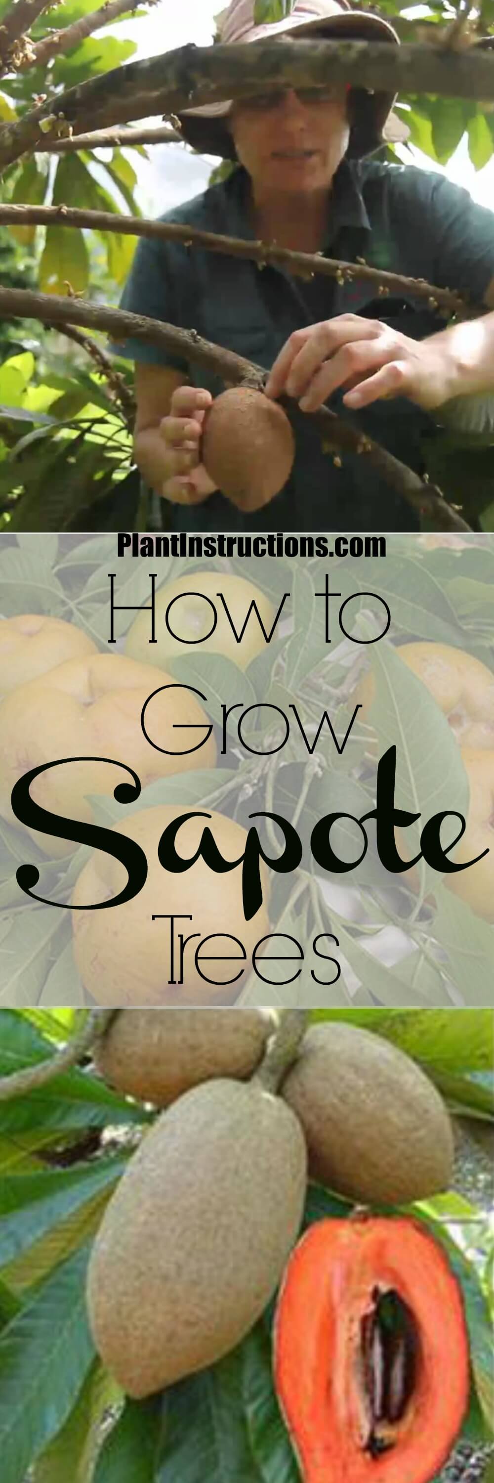 How to Grow Sapote From Seed - Plant Instructions 