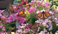 Planning and Designing a Butterfly Garden
