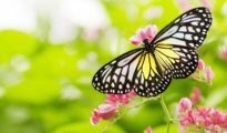 Tips for Attracting Pollinators and Beneficial Insects to Your Garden