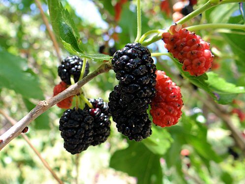 How to Grow Mulberries
