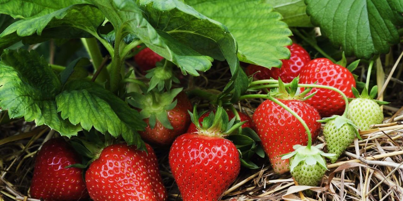 10 Tips for Growing Strawberries