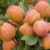 How to Grow an Apricot Tree From a Seed