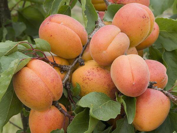 How to Grow Apricots From Pits