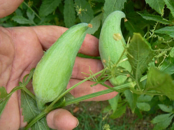 How to Grow Caihua AKA Stuffing Cucumber