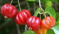 How to Grow Brazilian Cherry Trees