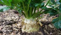 How to Grow Celeriac AKA Celery Root