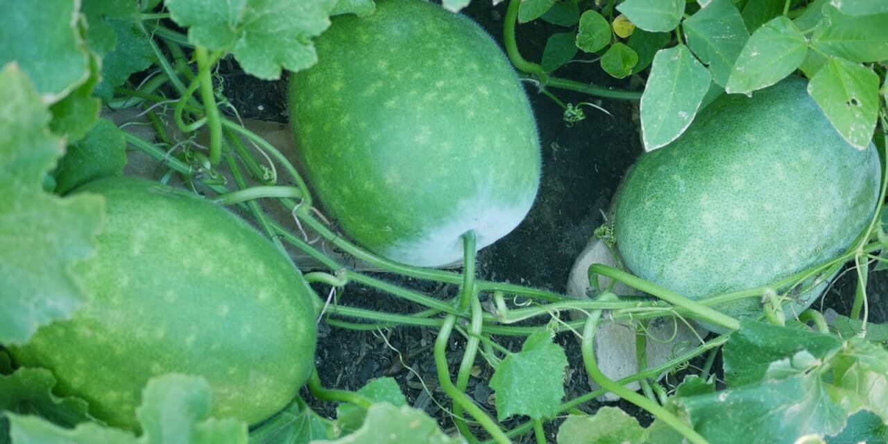 How to Grow Winter Melon