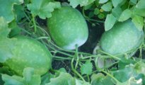 How to Grow Winter Melon