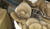 How to Grow Mushrooms in Coffee Grounds