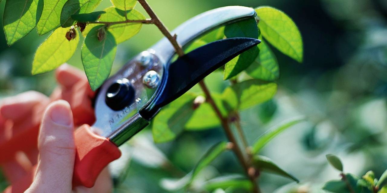 The Art of Pruning: Mastering Techniques for Healthier, More Productive Plants