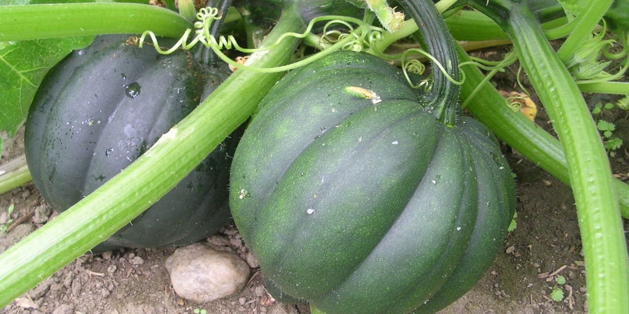 How to Grow Squash – A Gardening Guide