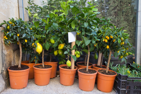 Growing Your Own Citrus: Tips and Tricks
