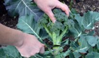5 Broccoli Growing Tips for a Big Harvest
