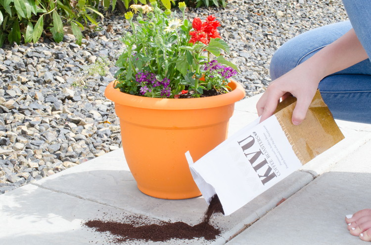 Mastering the Art of Organic Pest Control: Safeguarding Your Garden Naturally