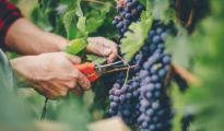 How to Grow Grapes in Your Garden