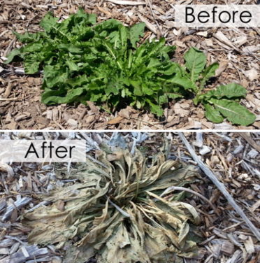 Mastering the Art of Weed Control: A Comprehensive Guide to Keeping Your Garden Bed Weed-Free