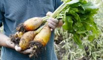 How to Grow Mangold Vegetables