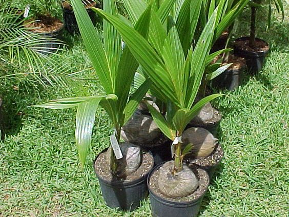 How to Grow Coconut Trees in Pots