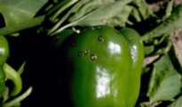 Pepper Black Spot – Why Are There Black Spots on My Peppers?