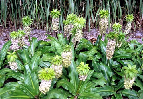 How to Grow Pineapple Lilies in Your Garden