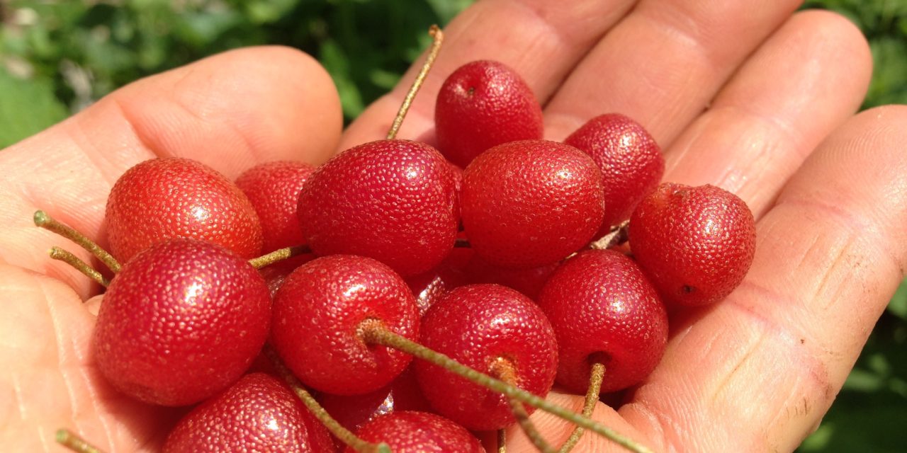 What Are Goumi Berries and How to Grow Them