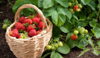 Harvesting Berries: When is the Best Time to Pick Berries?