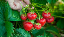 How to Grow Tillamook Strawberries