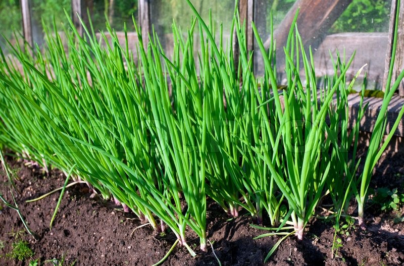 How to Grow Green Onions: 3 Ways to Grow Green Onions