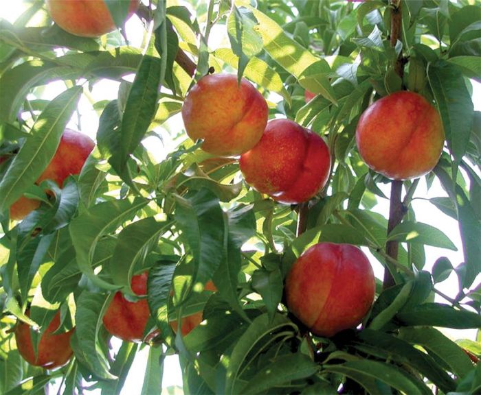 How to Grow Nectarines in Your Garden